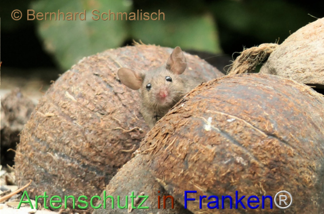 Bild zum Eintrag (1149263-160)