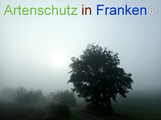 Bild zum Eintrag (1149516-160)