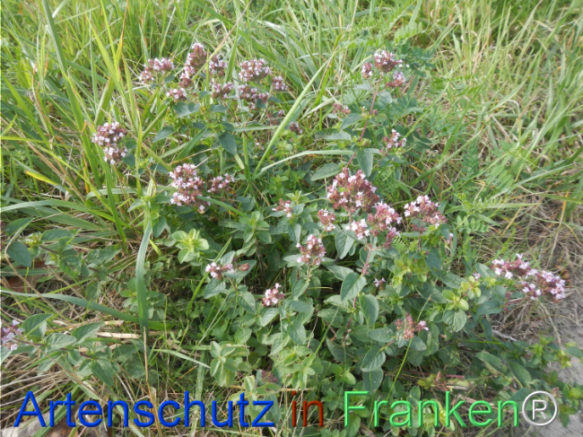Bild zum Eintrag (1149595-160)