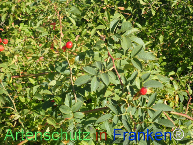Bild zum Eintrag (1149673-160)