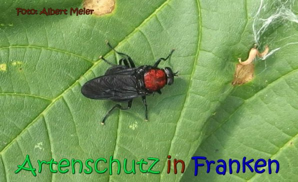 Bild zum Eintrag (1149773-160)
