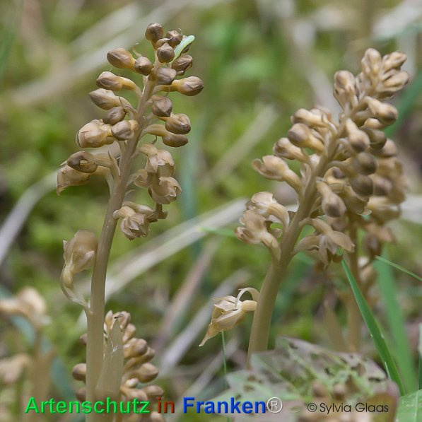 Bild zum Eintrag (1149780-160)