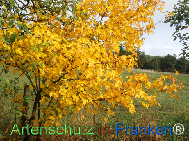 Bild zum Eintrag (1150462-160)