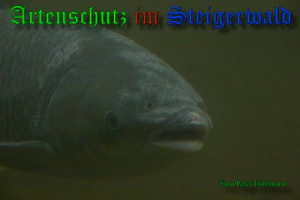 Bild zum Eintrag (1150599-160)