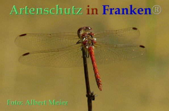 Bild zum Eintrag (1150618-160)