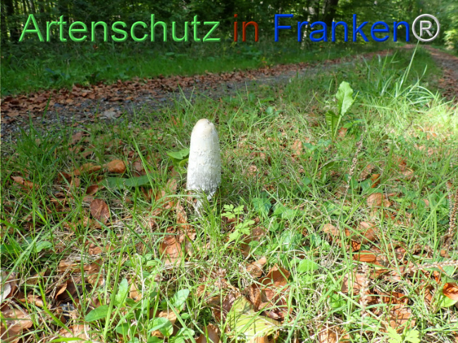 Bild zum Eintrag (1150717-160)