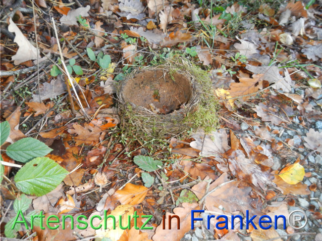 Bild zum Eintrag (1150775-160)