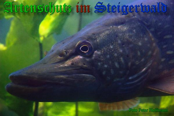 Bild zum Eintrag (1150819-160)
