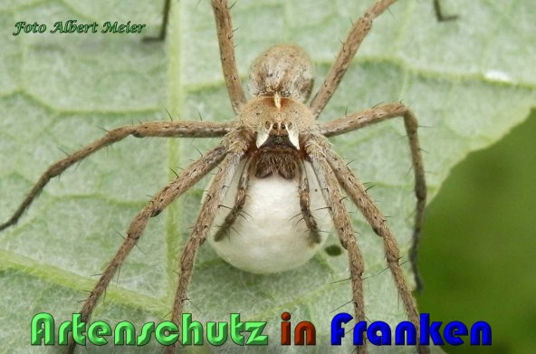 Bild zum Eintrag (1150909-160)