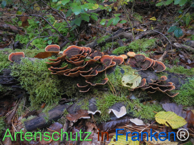 Bild zum Eintrag (1151150-160)