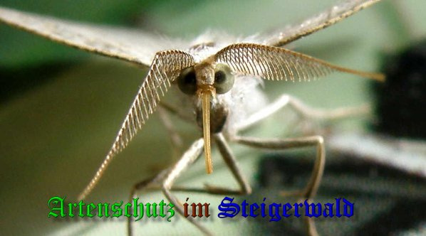 Bild zum Eintrag (1151617-160)