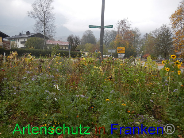 Bild zum Eintrag (102175-160)