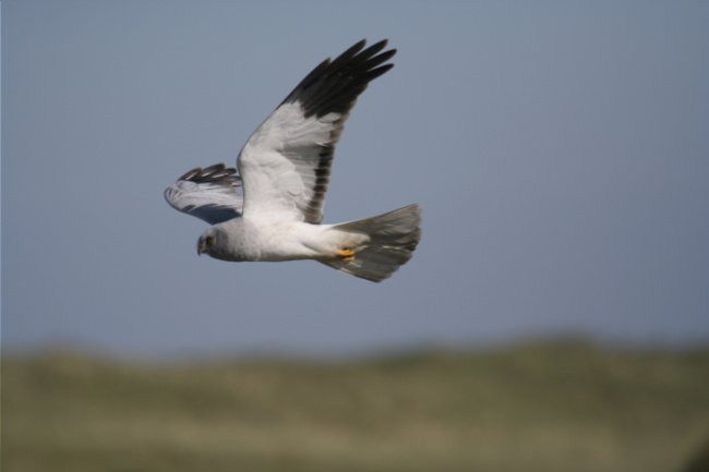 © Jochen Dirschke Bild zum Eintrag (1004815-160)