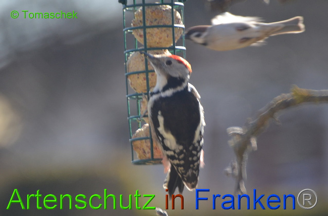 © Artenschutz in Franken® Tomaschek Bild zum Eintrag (1005047-160)