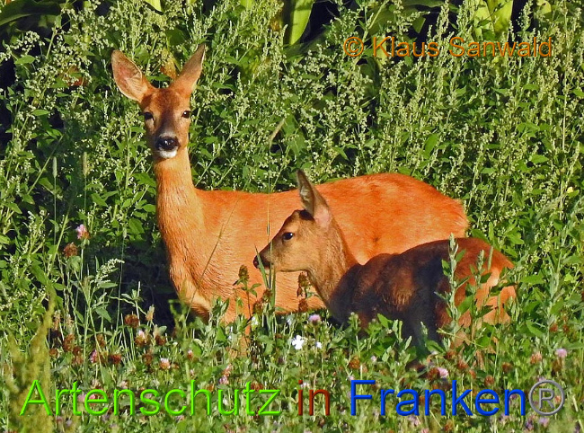 © Artenschutz in Franken® © Klaus Sanwald Bild zum Eintrag (1010947-160)
