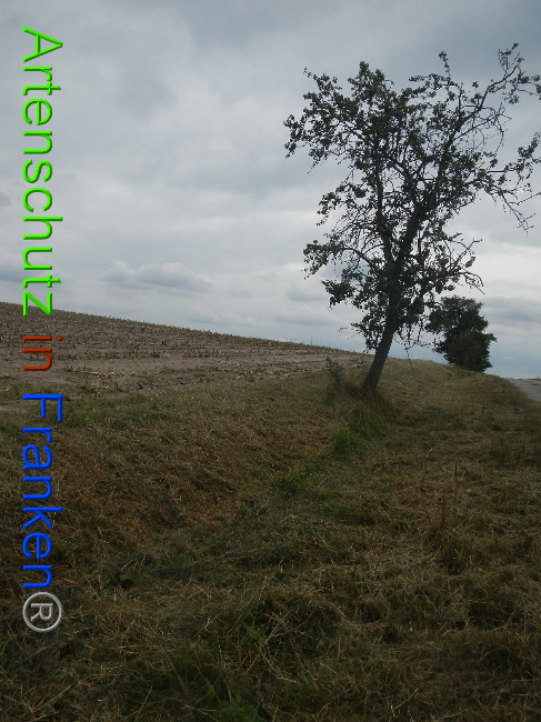 © Artenschutz in Franken® Bild zum Eintrag (1011675-160)