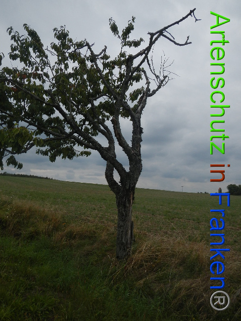 © Artenschutz in Franken® Bild zum Eintrag (1011677-160)