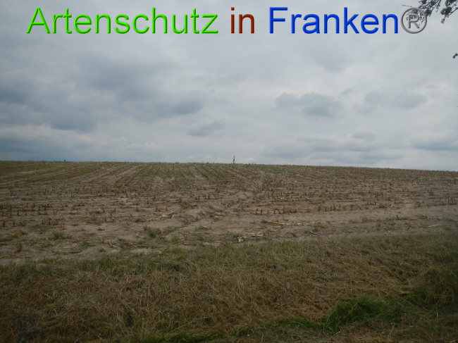 © Artenschutz in Franken® Bild zum Eintrag (1011678-160)