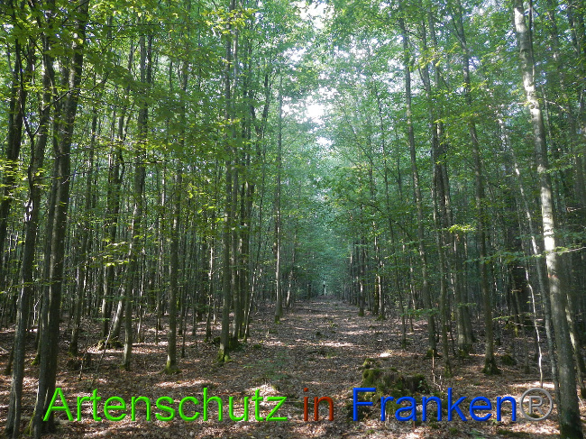 © Artenschutz in Franken® Bild zum Eintrag (1011736-160)