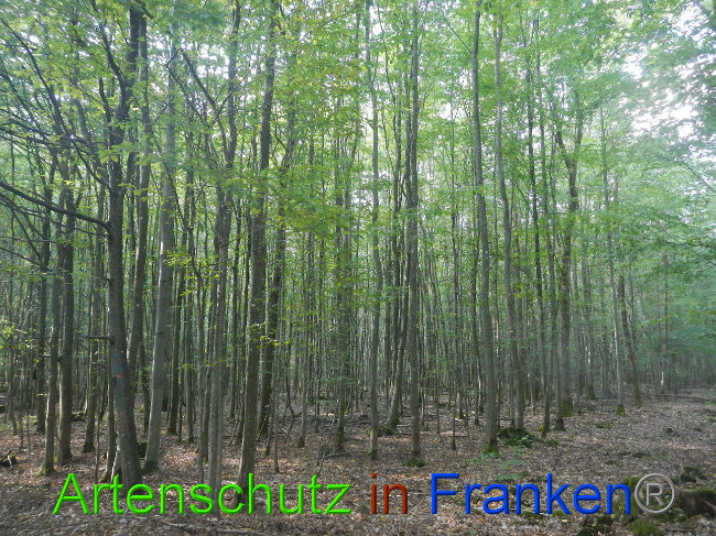 © Artenschutz in Franken® Bild zum Eintrag (1011738-160)