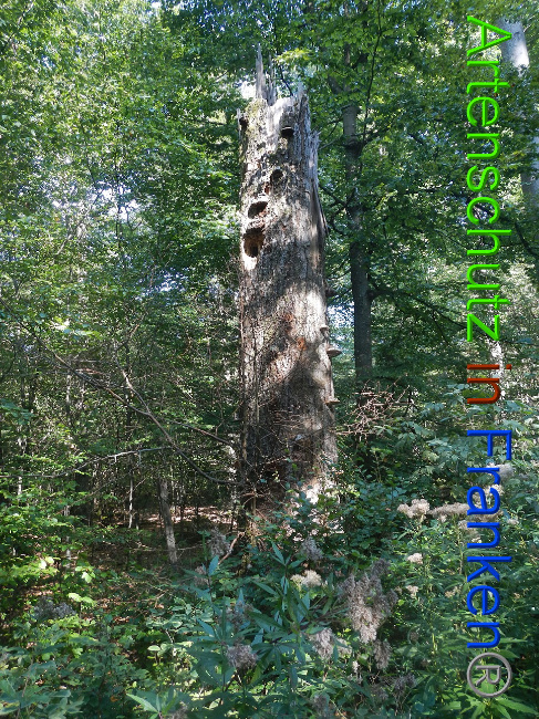 © Artenschutz in Franken® Bild zum Eintrag (1011741-160)