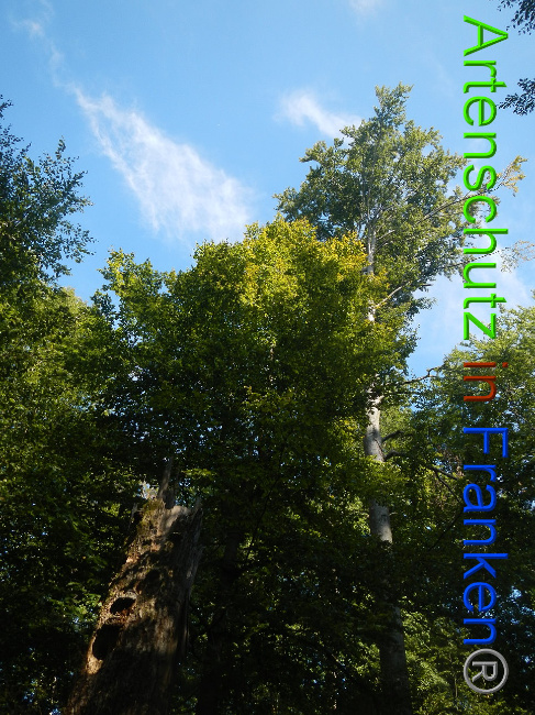 © Artenschutz in Franken® Bild zum Eintrag (1011745-160)