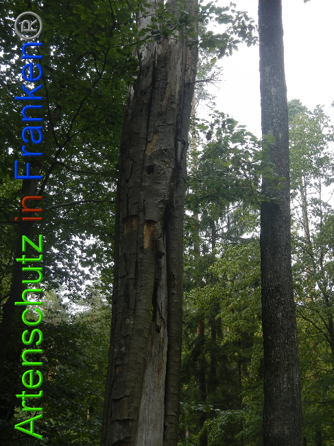 © Artenschutz in Franken® Bild zum Eintrag (1011815-160)