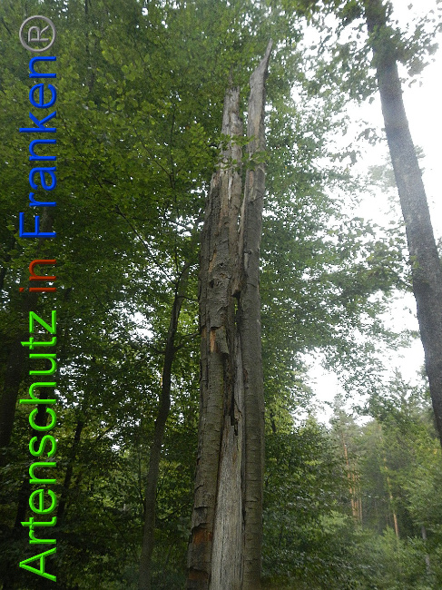 © Artenschutz in Franken® Bild zum Eintrag (1011816-160)