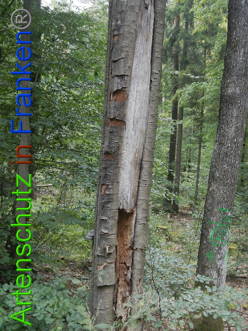 © Artenschutz in Franken® Bild zum Eintrag (1011817-160)