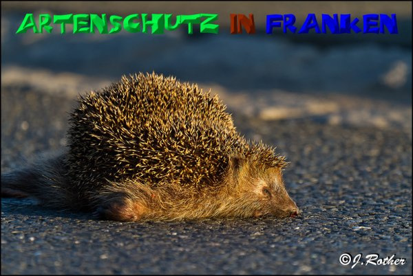 © Artenschutz in Franken® Johannes Rother Bild zum Eintrag (1011823-160)