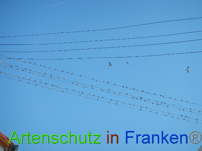 © Artenschutz in Franken® Bild zum Eintrag (1011831-160)