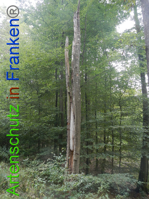 © Artenschutz in Franken® Bild zum Eintrag (1011834-160)