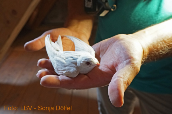 Copyright AiF / Landesbund für Vogelschutz in Bayern e.V. - Sonja Dölfel Bild zum Eintrag (101459-160)