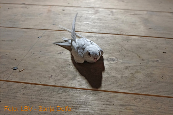 Copyright AiF / Landesbund für Vogelschutz in Bayern e.V. - Sonja Dölfel Bild zum Eintrag (101463-160)