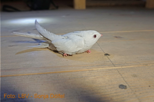 Copyright AiF / Landesbund für Vogelschutz in Bayern e.V. - Sonja Dölfel Bild zum Eintrag (101465-160)
