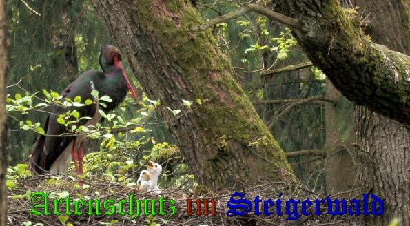 Copyright AiS -Niedersächisches Forstamt Unterlüß Funktionsstelle für Waldökologie und Waldnatursch. Bild zum Eintrag (31958-160)