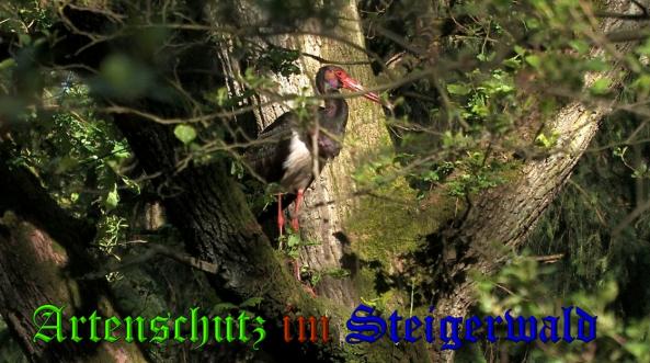Copyright AiS-Niedersächisches Forstamt Unterlüß Bild zum Eintrag (31961-160)