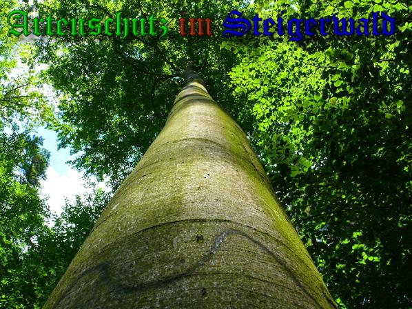 Copyright AiS - Schaller Bild zum Eintrag (34275-160)