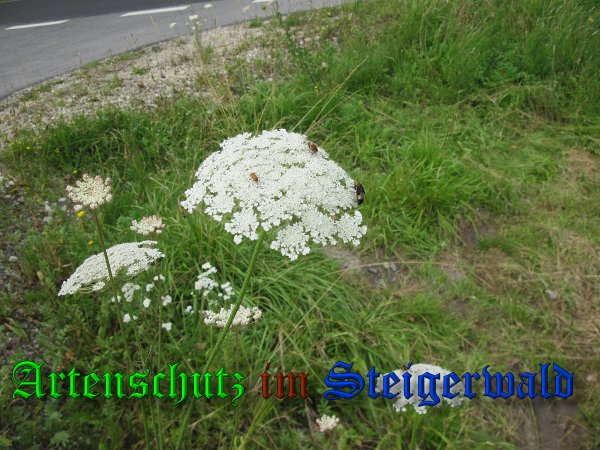 Bild zum Eintrag (38996-160)