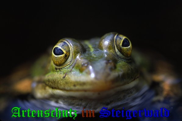 Copyright AiS - Wolfgang Willner Bild zum Eintrag (39503-160)