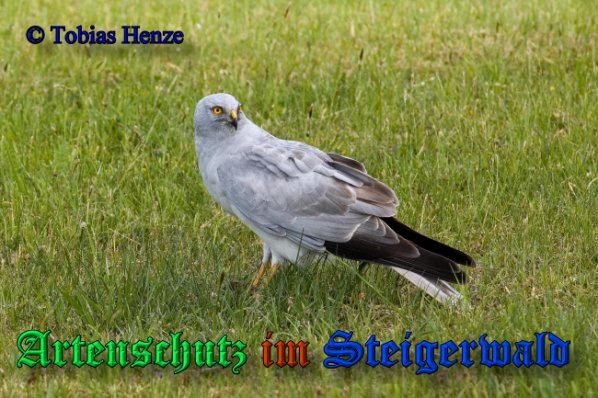 Copyright AiS-Tobias Henze Bild zum Eintrag (41223-160)