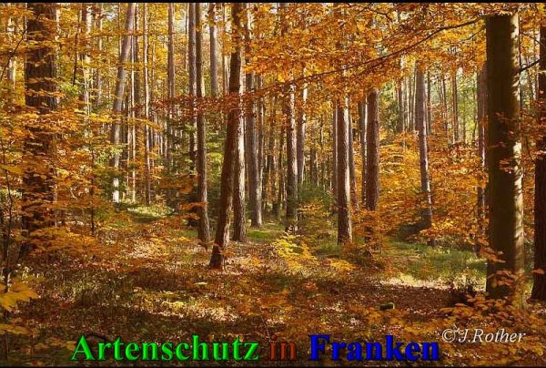 Copyright AiS-Johannes Rother Bild zum Eintrag (42205-160)