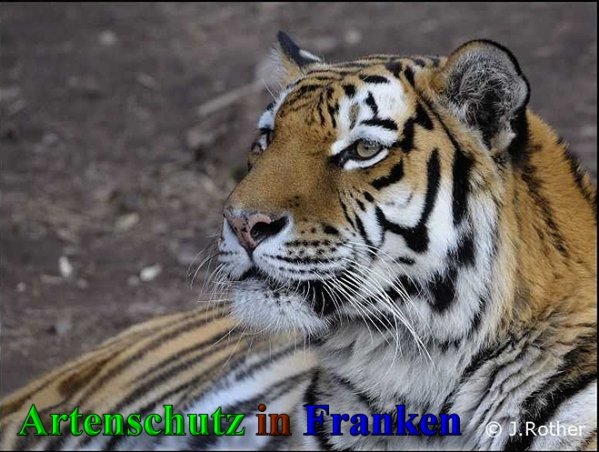 Copyright AiS-Johannes Rother Bild zum Eintrag (42235-160)