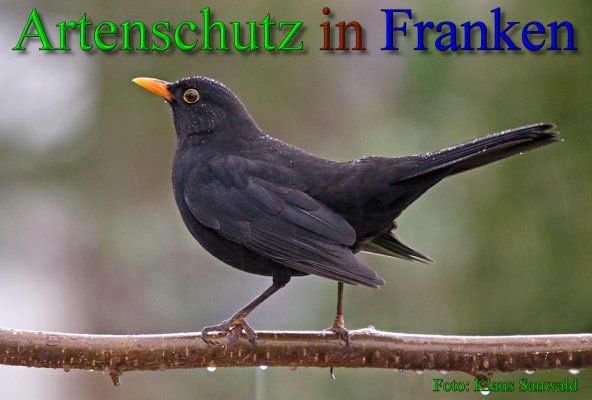 Copyright AiS - Klaus Sanwald Bild zum Eintrag (43269-160)