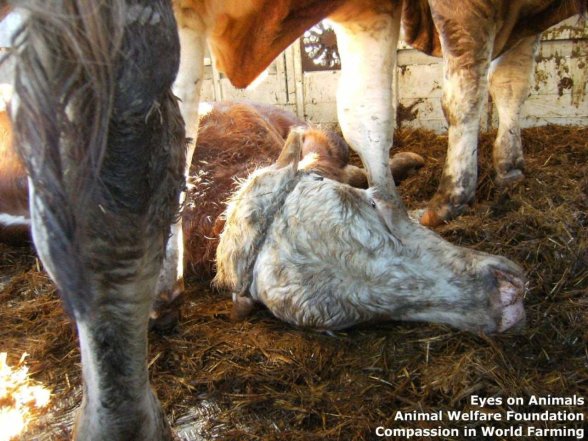 Copyright AiS - Animal Welfare Foundation e.V. Bild zum Eintrag (43485-160)