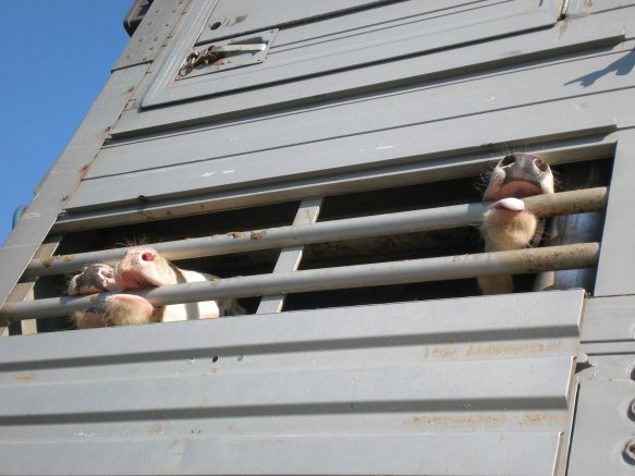 Copyright AiS - Animal Welfare Foundation e.V. Bild zum Eintrag (43486-160)