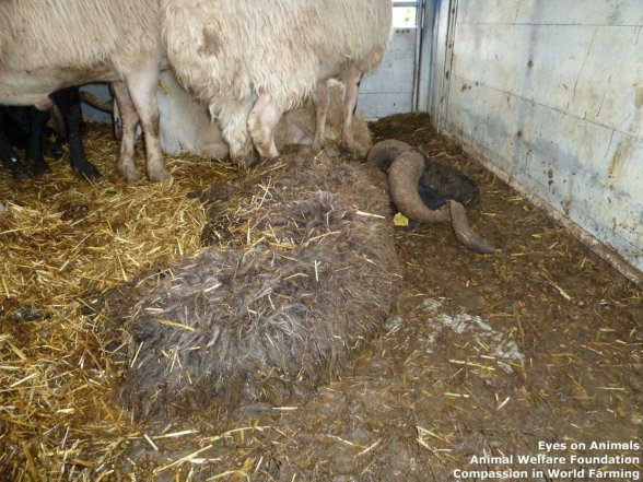 Copyright AiS - Animal Welfare Foundation e.V. Bild zum Eintrag (43487-160)