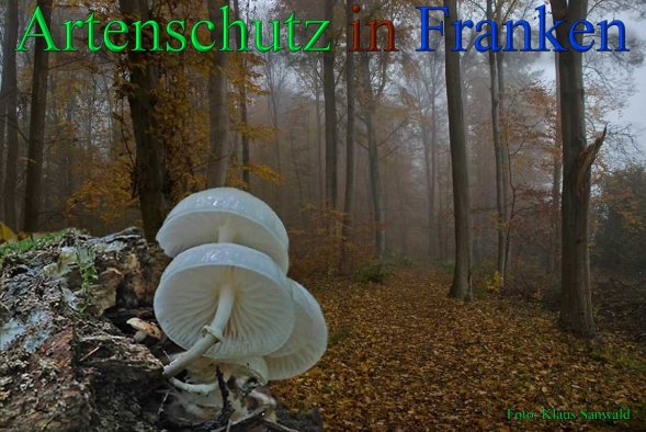 Copyright AiS - Klaus Sanwald Bild zum Eintrag (44013-160)