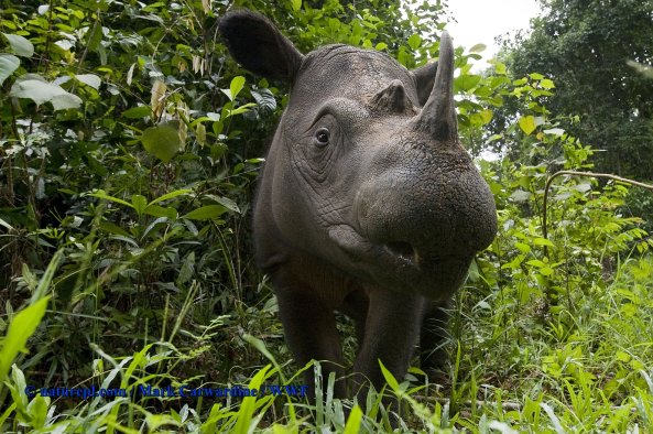 Copyright AiS © naturepl.com / Mark Carwardine / WWF Bild zum Eintrag (44024-160)