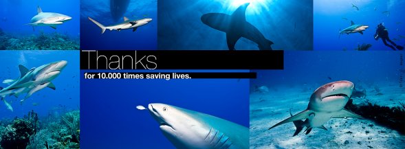 Copyright AiS Sharkproject International e.V. Bild zum Eintrag (47384-160)